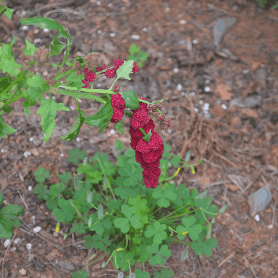 growing strawberry spinach from seed Strawberry Spinach Seeds (Chenopodium capitatum)