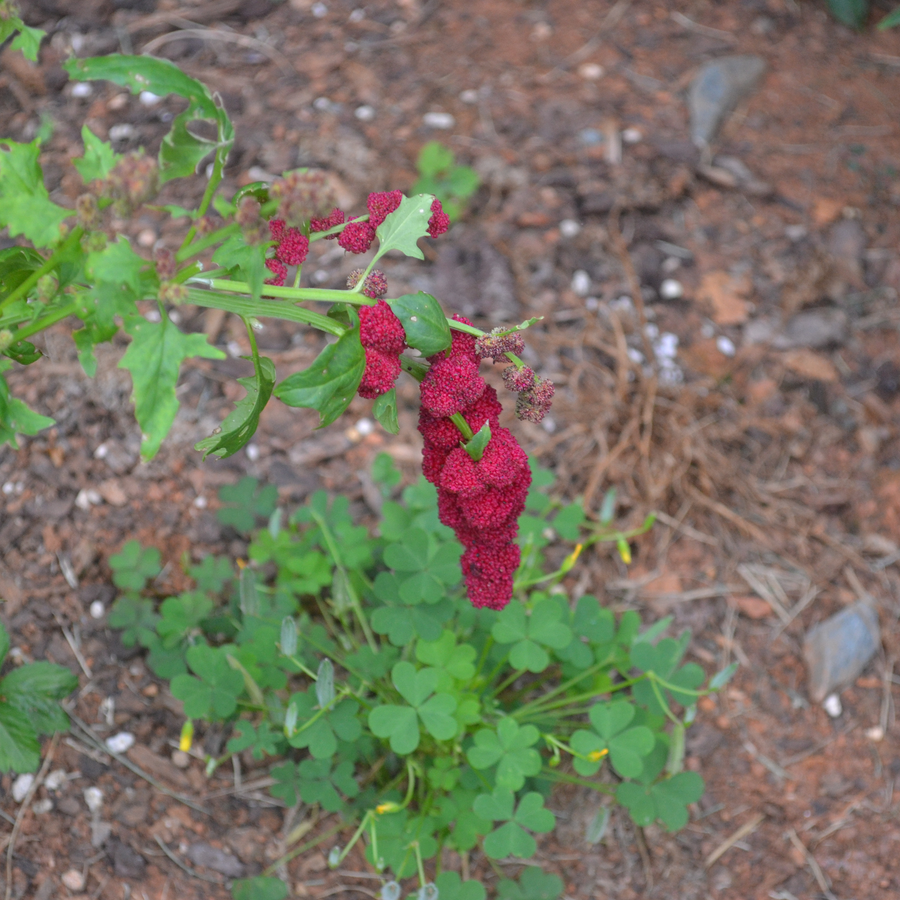 Strawberry Spinach