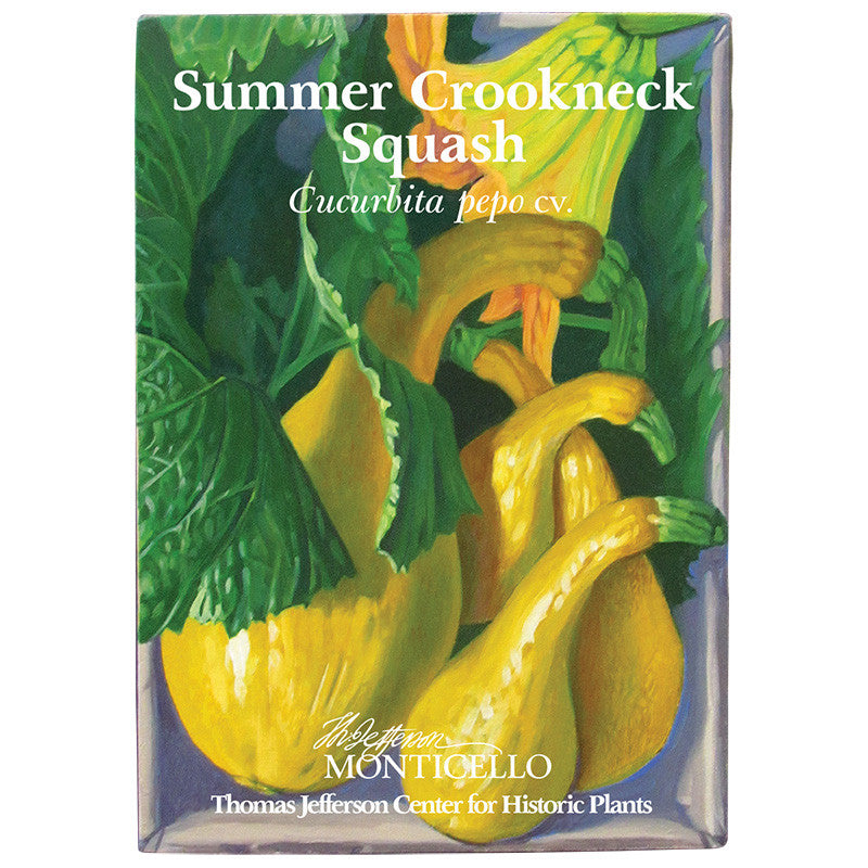 Summer Crookneck Squash Seeds (Cucurbita pepo cv.)