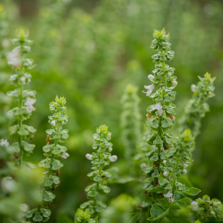 Sweet Basil Seeds (Ocimum basilicum)