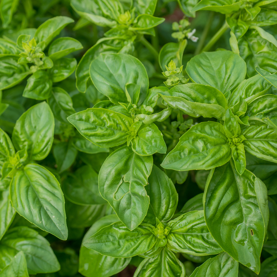 Sweet Basil Seeds (Ocimum basilicum)