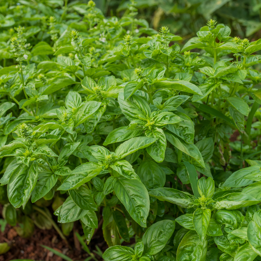 Sweet Basil Seeds (Ocimum basilicum)