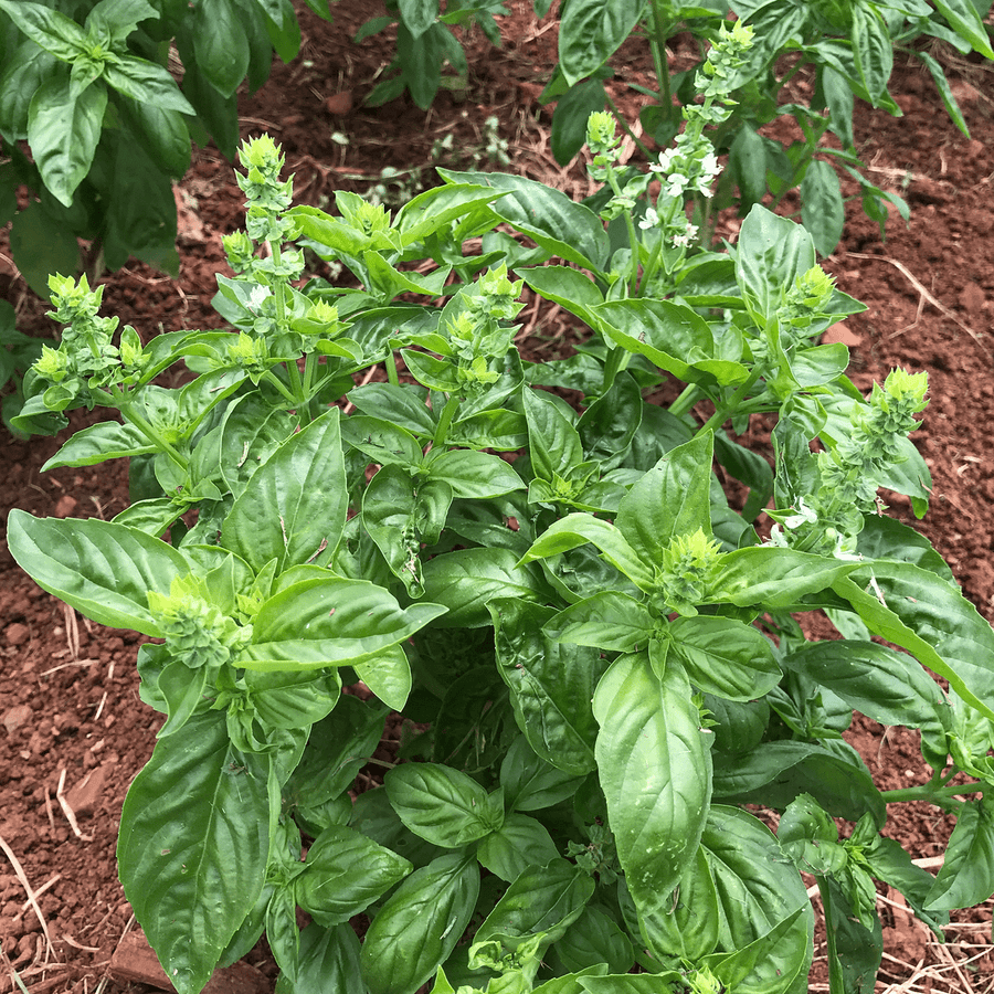 basil seeds for garden Sweet Basil Seeds (Ocimum basilicum)