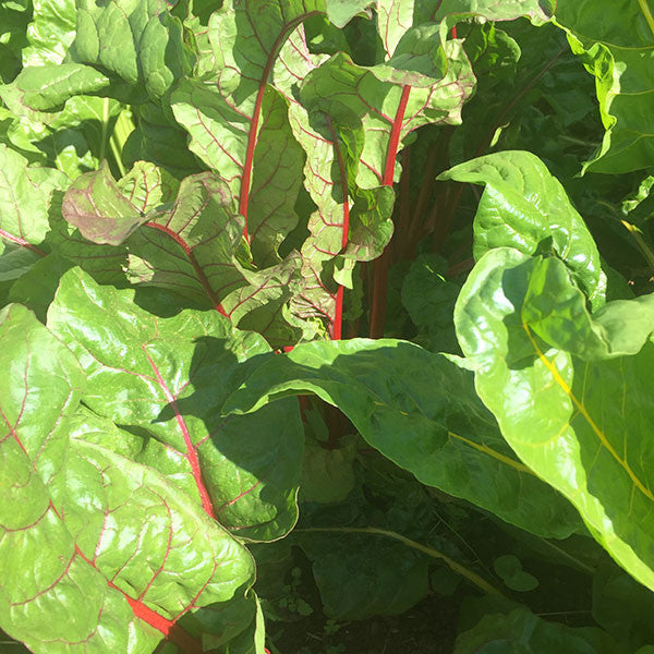 Swiss Chard "Mixed Colors" Seeds (Beta vulgaris subsp. cicla)