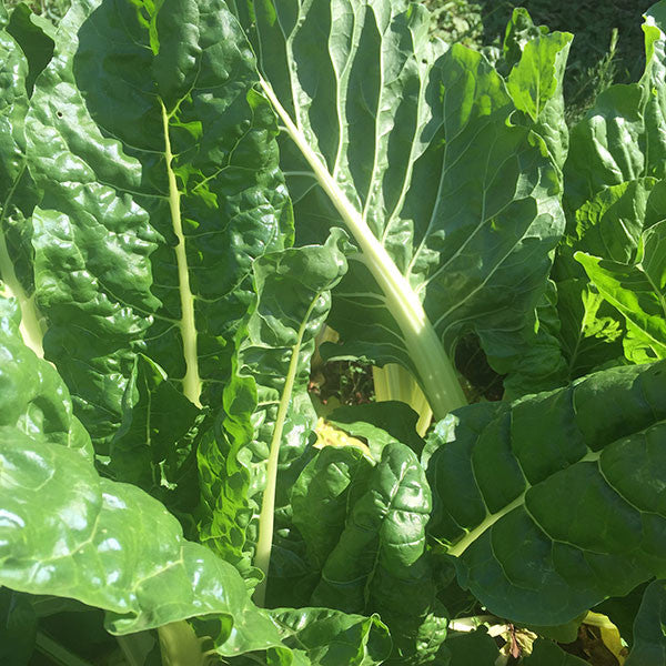 Swiss Chard "Mixed Colors" Seeds (Beta vulgaris subsp. cicla)