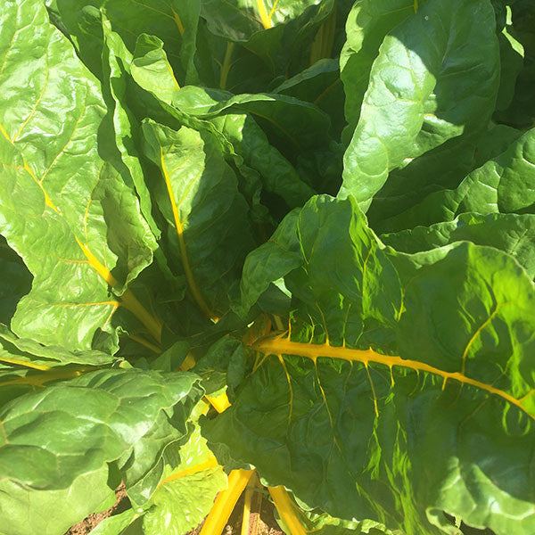 Swiss Chard Seeds