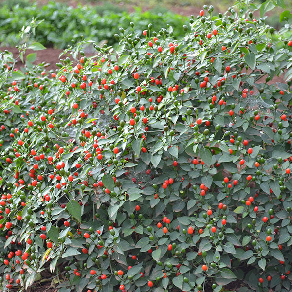 Texas Bird Pepper Seeds (Capsicum annuum glabriusculum)