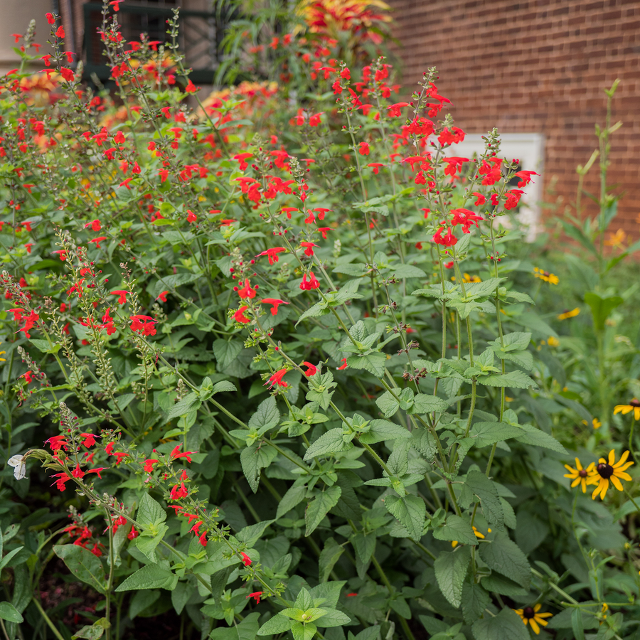 Texas Sage Seeds (Salvia coccinea)