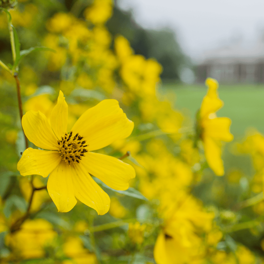 biden flower seeds Tickseed Sunflower Seeds (Bidens aristosa) – Monticello Shop