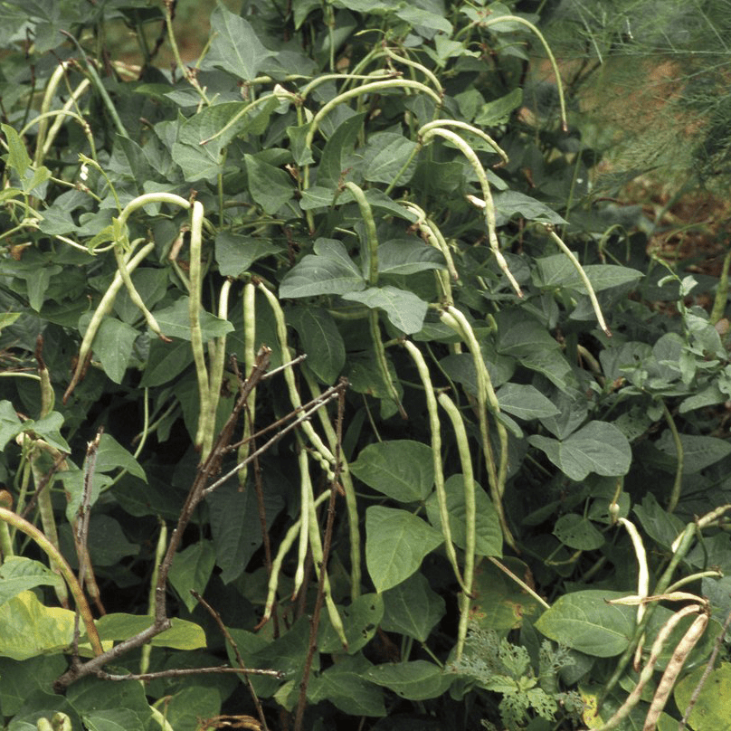 cowpea plant seeds Whippoorwill Cowpea Seeds (Vigna unguiculata cv.)
