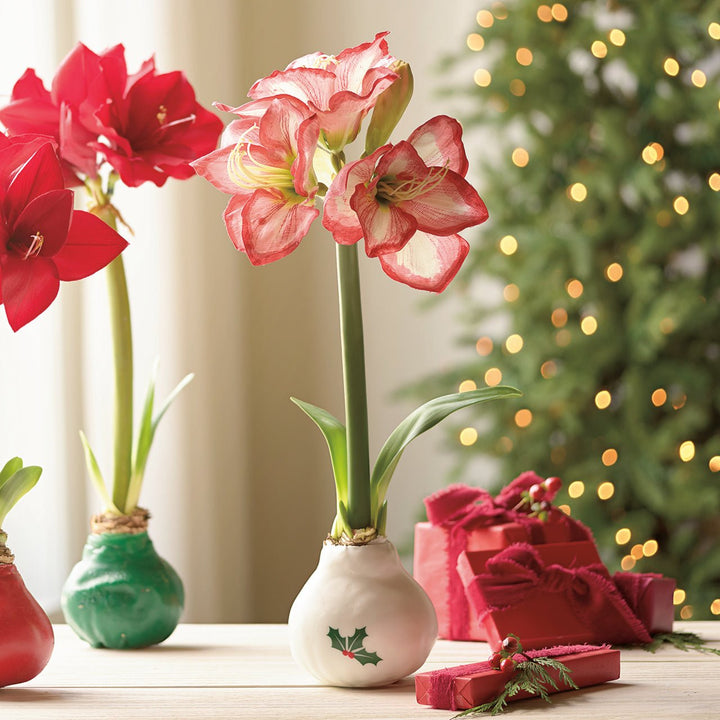 White Wax Amaryllis Bulbs with Holly - Monticello Shop