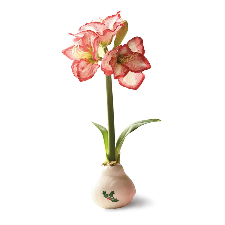 White Wax Amaryllis Bulbs with Holly - Monticello Shop