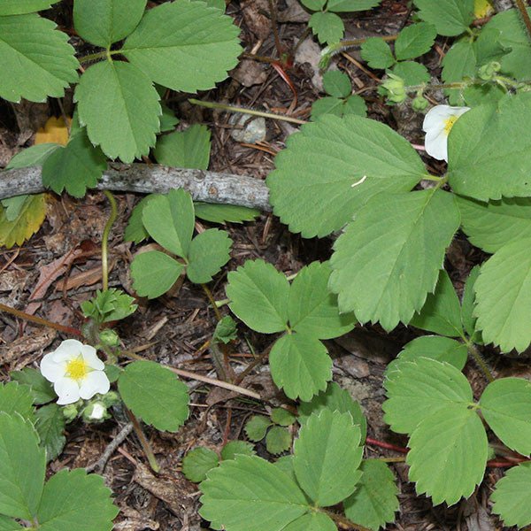 Wild Strawberry Seeds (Fragaria virginiana) – Monticello Shop