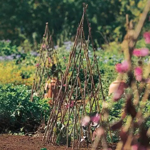 Willow Plant Pyramids (Set of 3) - Monticello Shop