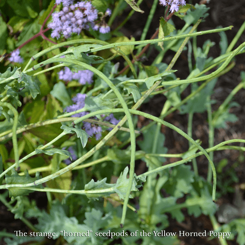 Yellow Horned Poppy  Seeds (Glaucium flavum)