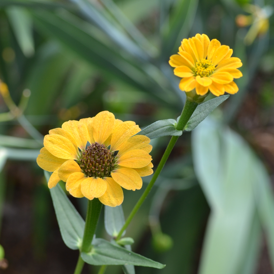 Peruvian Zinnia Seeds (Zinnia peruviana)