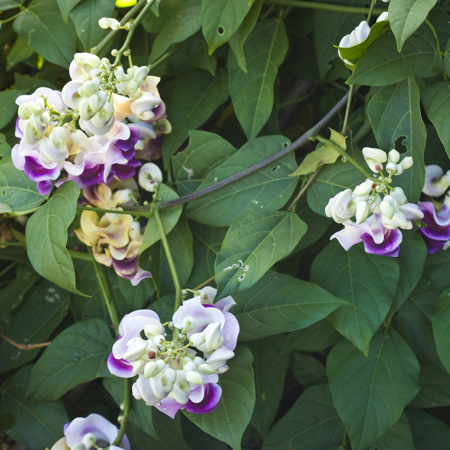 Snail Flower (Vigna caracalla)