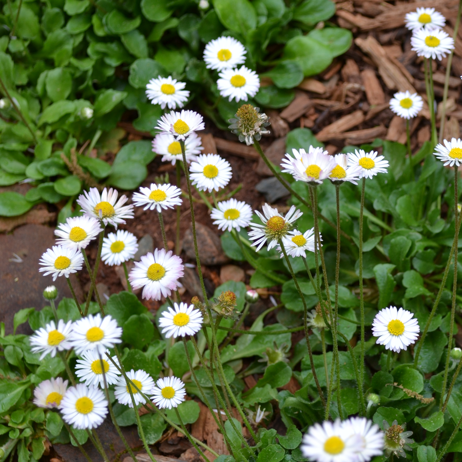 English Daisy Seeds (Bellis perennis)