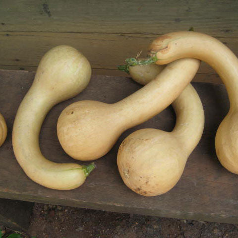 Canada Crookneck Squash Seeds (Cucurbita moschata cv.)