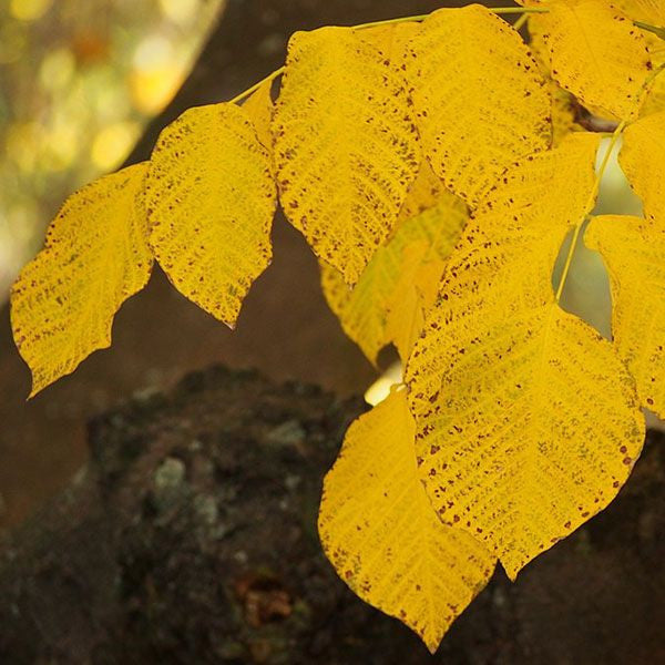 American Yellowwood (Cladrastis kentukea)