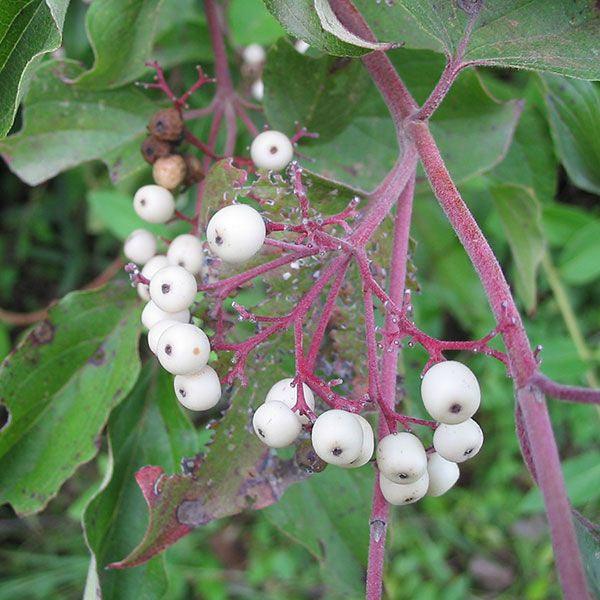 Gray Dogwood (Cornus racemosa)