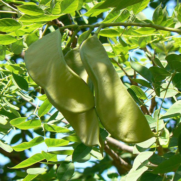 Bare Root Kentucky Coffeetree (Gymnocladus dioica)