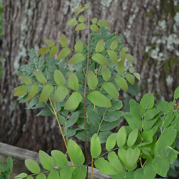 Royal Fern (Osmunda regalis)