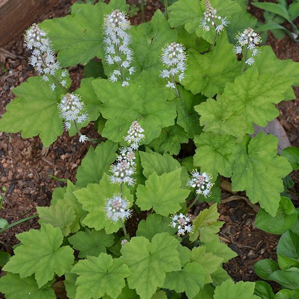 Bare Root Heartleaf Foamflower (Tiarella cordifolia)