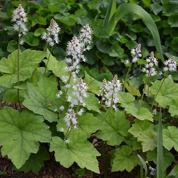 Heartleaf Foamflower (Tiarella cordifolia)