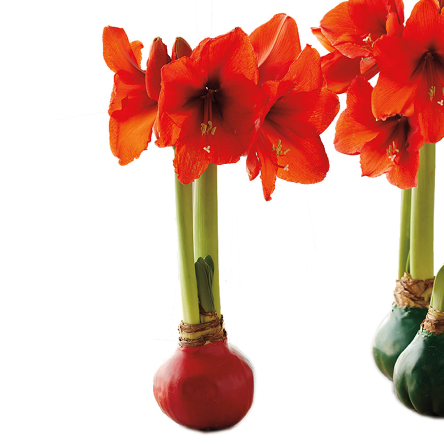 Red Wax Amaryllis Bulb