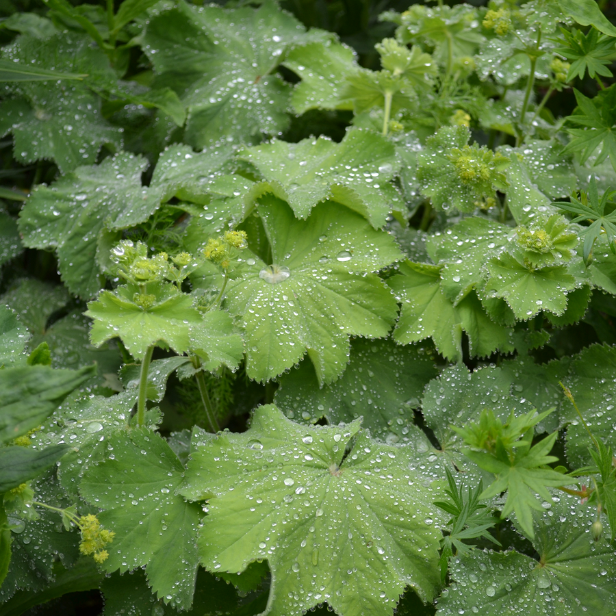 Lady's Mantle (Alchemilla mollis)