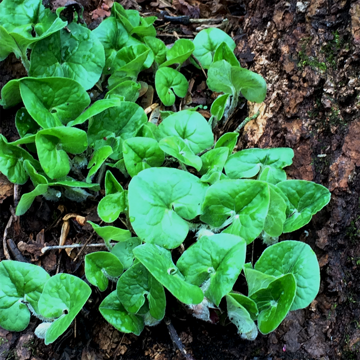 Bare Root Wild Ginger (Asarum canadense)