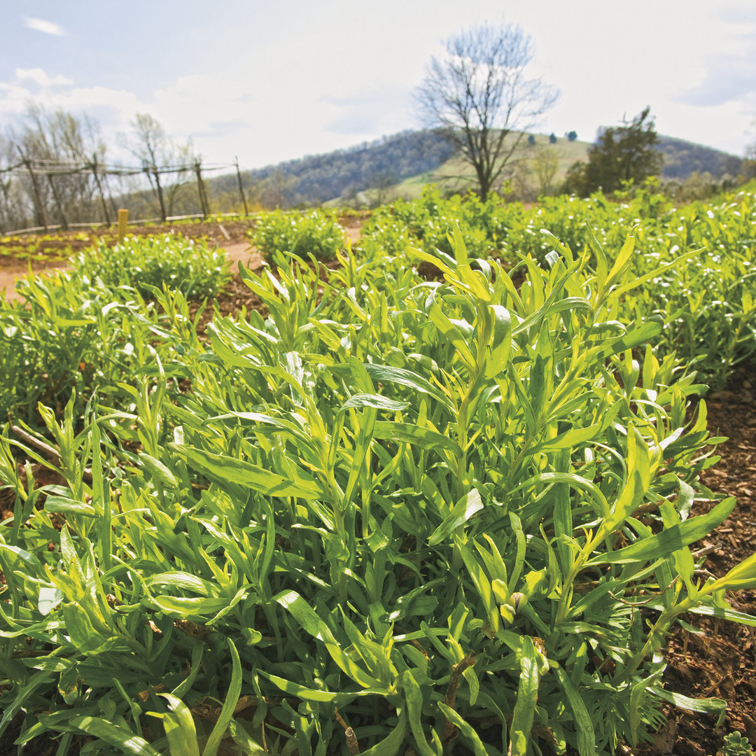 French Tarragon (Artemisia dracunculus sativa)