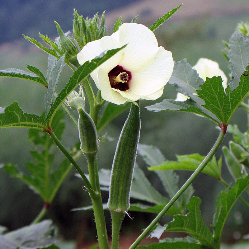 Cow's Horn Okra Seeds (Abelmoschus esculentus cv.)