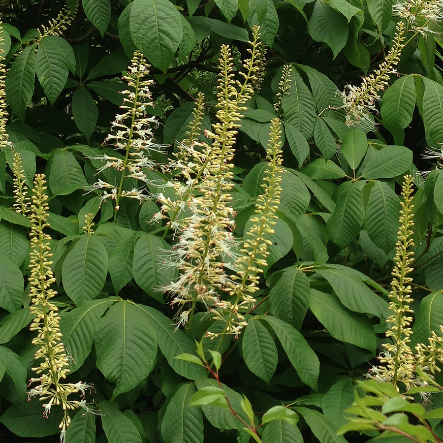 Bare Root Bottlebrush Buckeye (Aesculus parviflora)