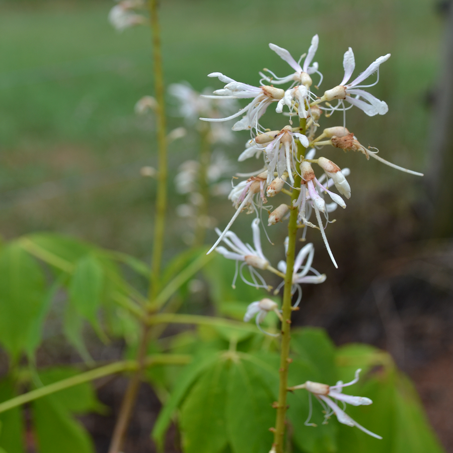 Bare Root Bottlebrush Buckeye (Aesculus parviflora)