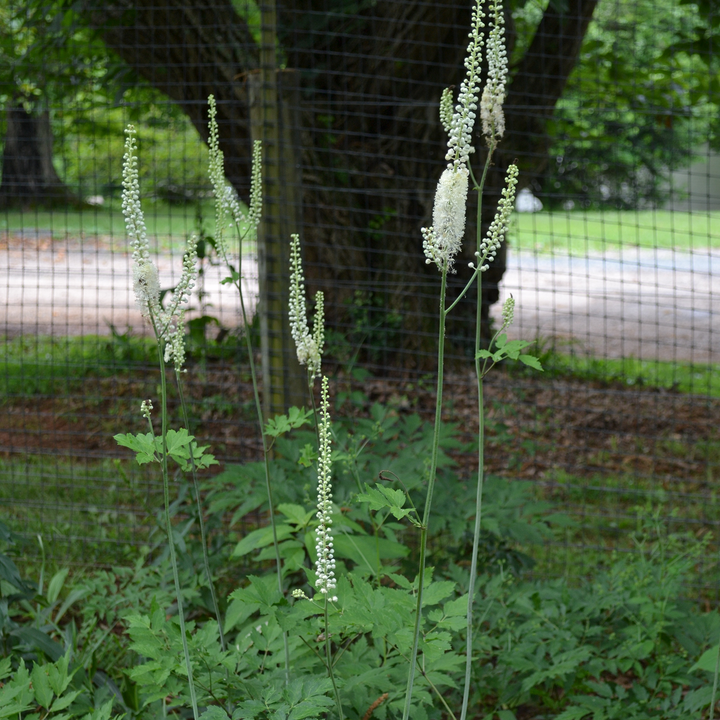 Black Cohosh; Snakeroot (Actaea racemosa)