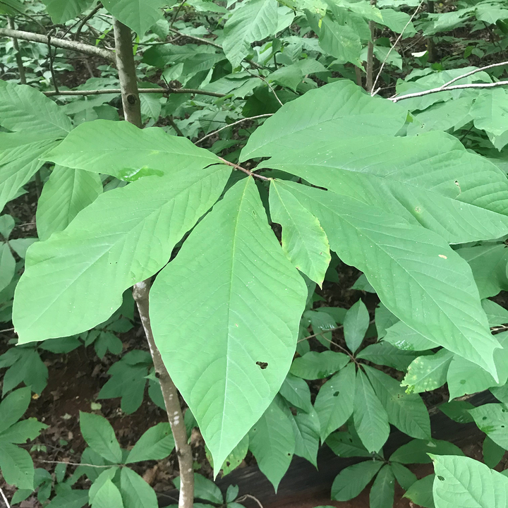 Bare Root Pawpaw (Asimina triloba)