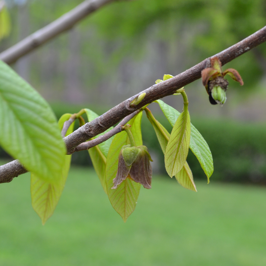 Pawpaw (Asimina triloba)