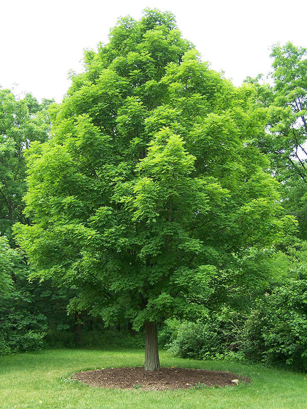 Bare Root Sugar Maple (Acer saccharum)