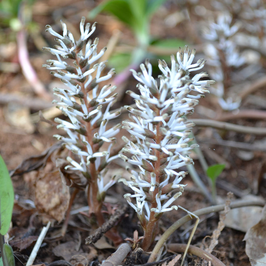 Allegheny Pachysandra (Pachysandra procumbens)