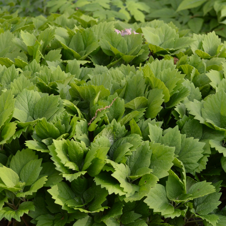 Allegheny Pachysandra (Pachysandra procumbens)