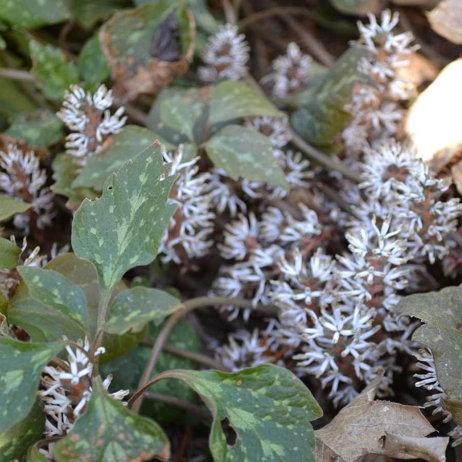 Allegheny Pachysandra (Pachysandra procumbens)