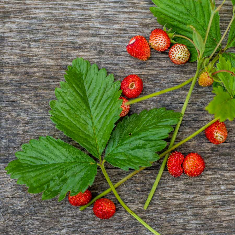 Alpine Strawberry (Fragaria vesca var. vesca)