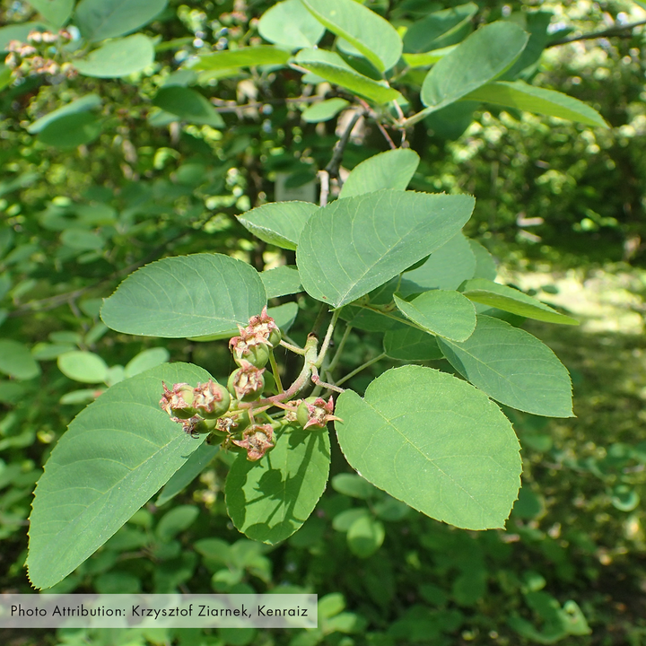 Juneberry (Amelanchier canadensis)