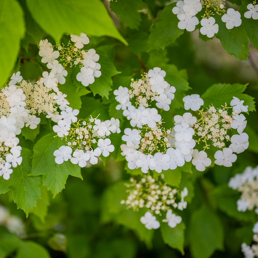 Bare Root American Cranberry Bush (Viburnum opulus var. americanum)