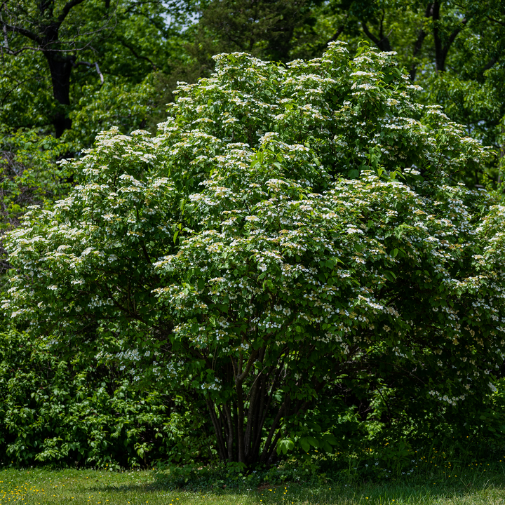 Bare Root American Cranberry Bush (Viburnum opulus var. americanum)