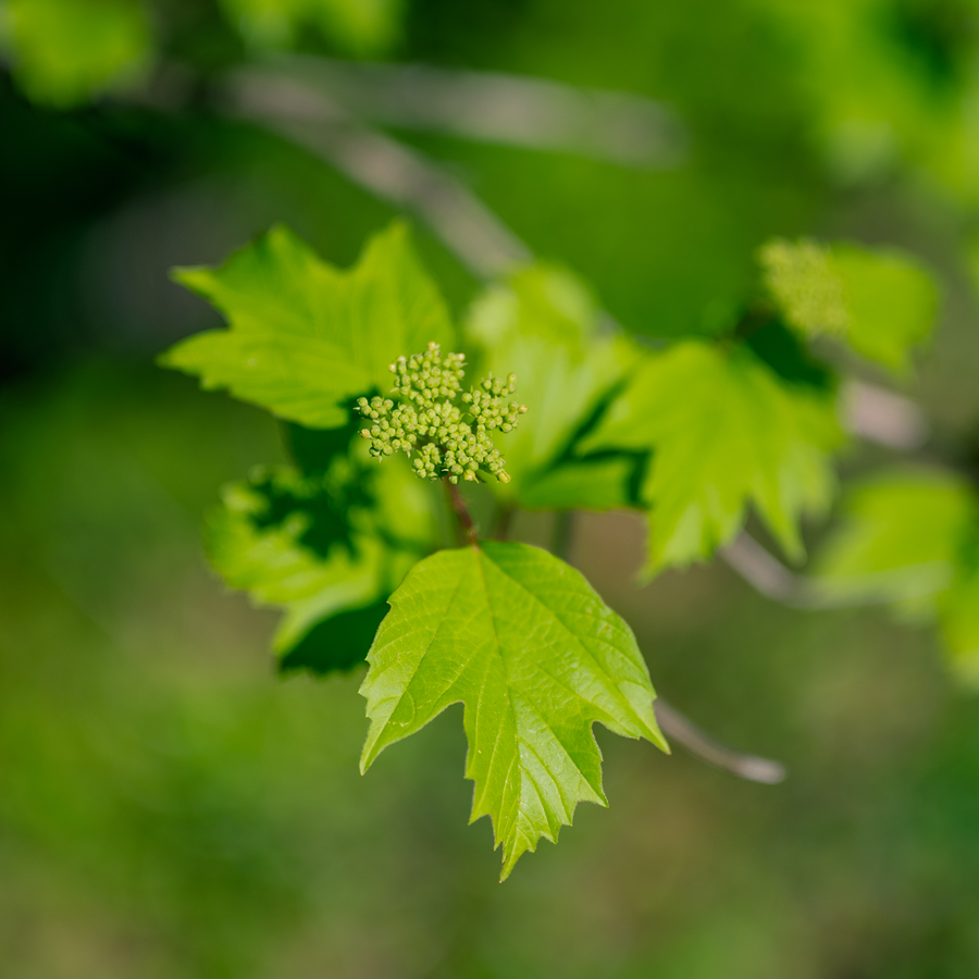 American Cranberry Bush (Viburnum opulus var. americanum)