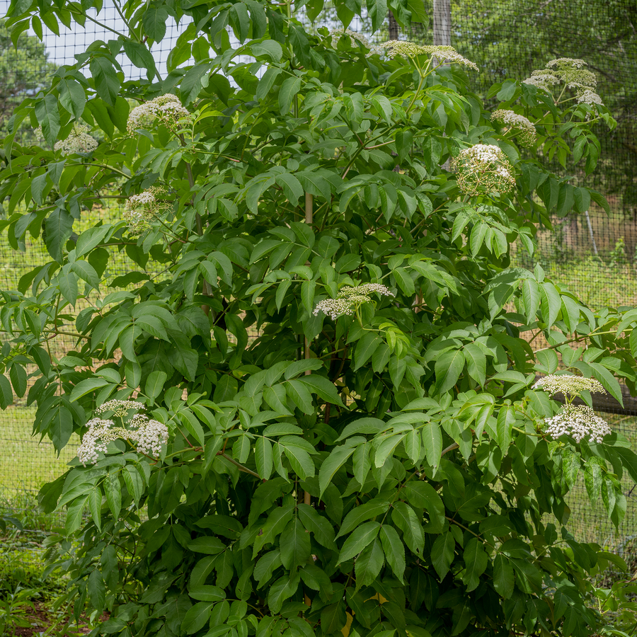 Bare Root American Black Elderberry (Sambucus canadensis)