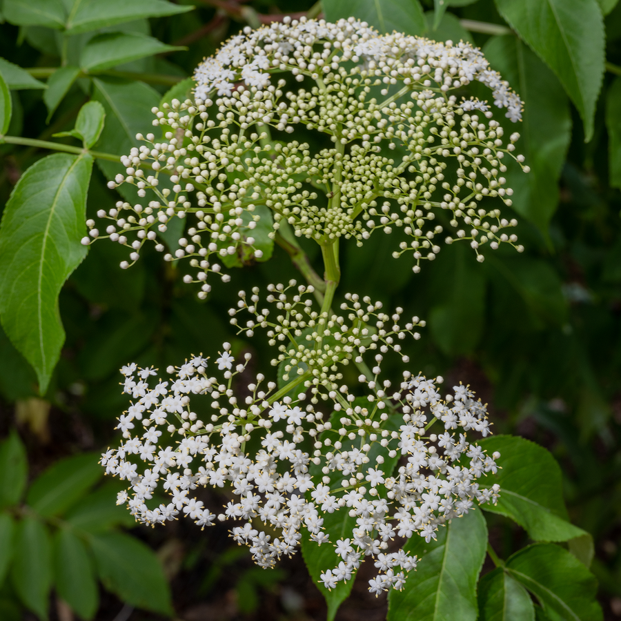 American Black Elderberry (Sambucus canadensis)